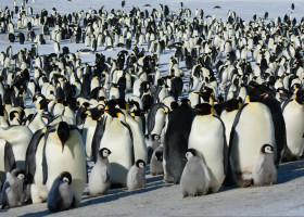 The,Colony,Of,Imperial,Penguins,Stands,In,The,Snow,Near