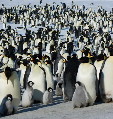 The,Colony,Of,Imperial,Penguins,Stands,In,The,Snow,Near