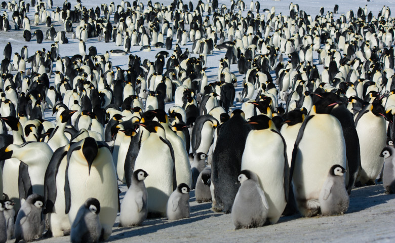 The,Colony,Of,Imperial,Penguins,Stands,In,The,Snow,Near