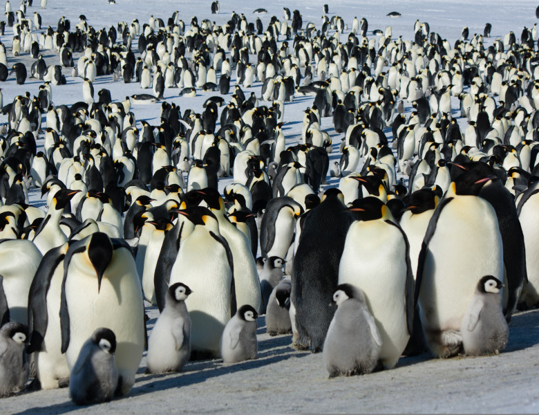 The,Colony,Of,Imperial,Penguins,Stands,In,The,Snow,Near