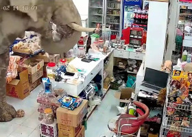 Un elefant sălbatic a dat buzna într-un magazin din Thailanda/ Foto: Captură video