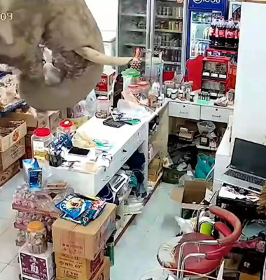 Un elefant sălbatic a dat buzna într-un magazin din Thailanda/ Foto: Captură video