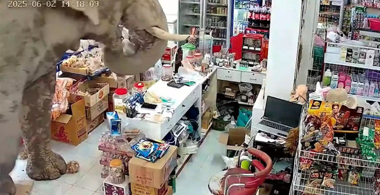 Un elefant sălbatic a dat buzna într-un magazin din Thailanda/ Foto: Captură video