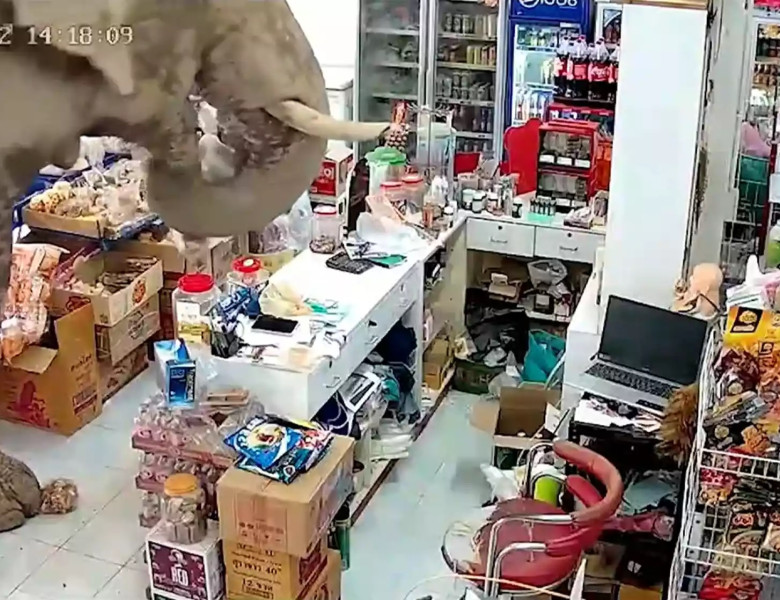 Un elefant sălbatic a dat buzna într-un magazin din Thailanda/ Foto: Captură video