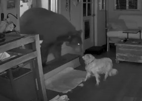 Momentul când un câine de 17 ani alungă un urs din casa stăpânilor săi/ Foto: Captură video Instagram