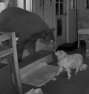 Momentul când un câine de 17 ani alungă un urs din casa stăpânilor săi/ Foto: Captură video Instagram