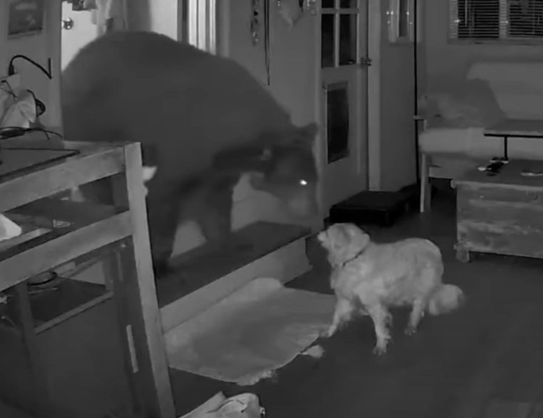 Momentul când un câine de 17 ani alungă un urs din casa stăpânilor săi/ Foto: Captură video Instagram