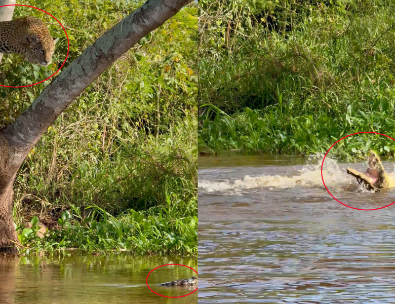 Un jaguar a fost surprins sărind din copac direct pe un aligator/ Profimedia