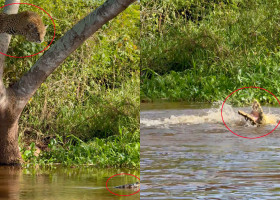 Un jaguar a fost surprins sărind din copac direct pe un aligator/ Profimedia