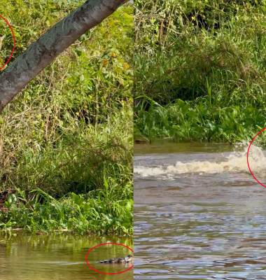 Un jaguar a fost surprins sărind din copac direct pe un aligator/ Profimedia