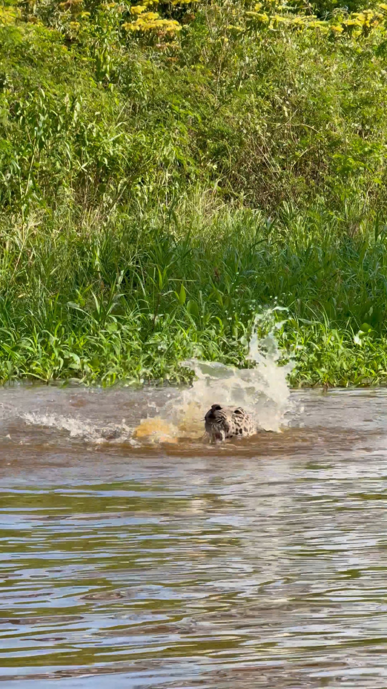 Un jaguar a fost surprins sărind din copac direct pe un aligator/ Profimedia