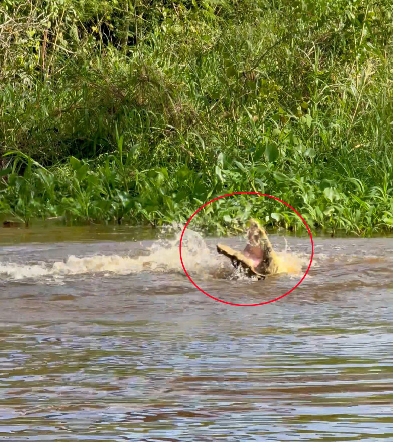Un jaguar a fost surprins sărind din copac direct pe un aligator/ Profimedia
