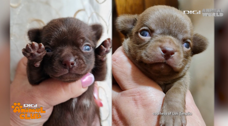 DAC CHIHUAHUA 2