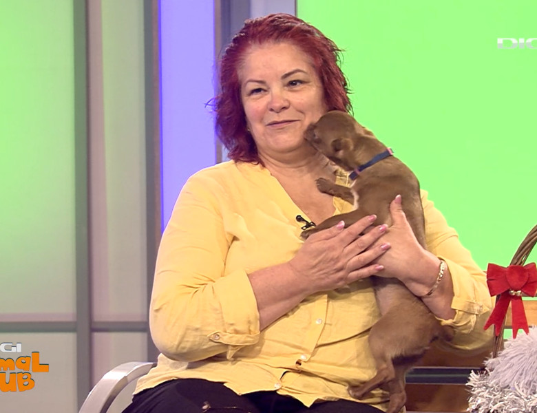 DAC CHIHUAHUA 4