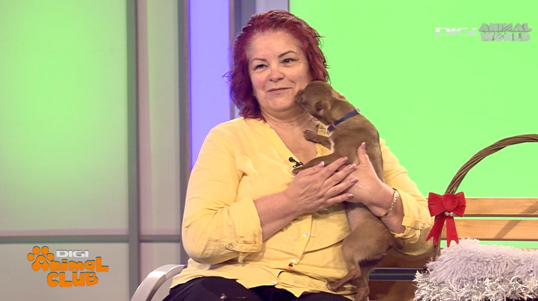 DAC CHIHUAHUA 4