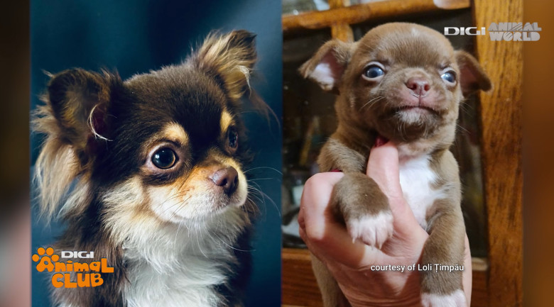 DAC CHIHUAHUA 12