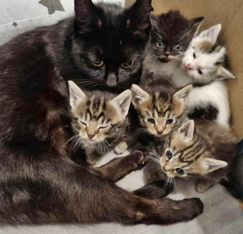 Gestul făcut de un medic veterinar pentru 100 de pisici abandonate/ Profimedia