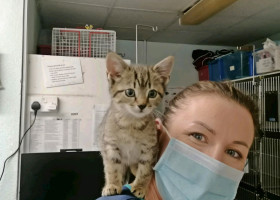 Gestul făcut de un medic veterinar pentru 100 de pisici abandonate/ Profimedia
