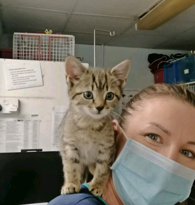 Gestul făcut de un medic veterinar pentru 100 de pisici abandonate/ Profimedia