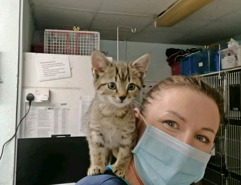 Gestul făcut de un medic veterinar pentru 100 de pisici abandonate/ Profimedia