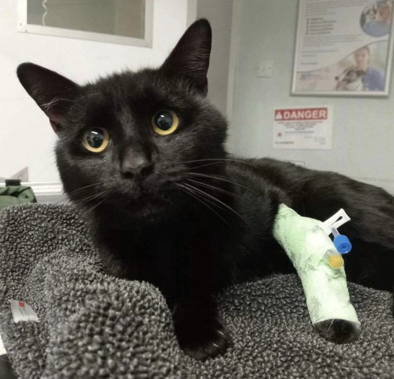 Gestul făcut de un medic veterinar pentru 100 de pisici abandonate/ Profimedia