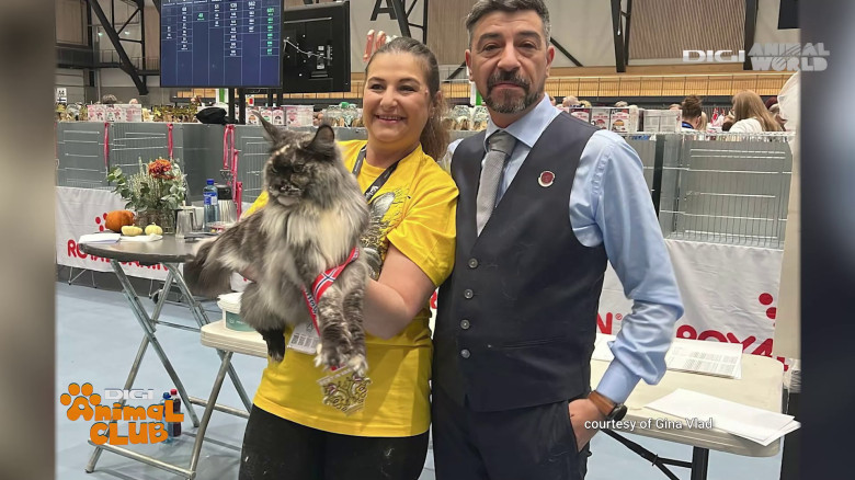 DAC Gina Vlad 2