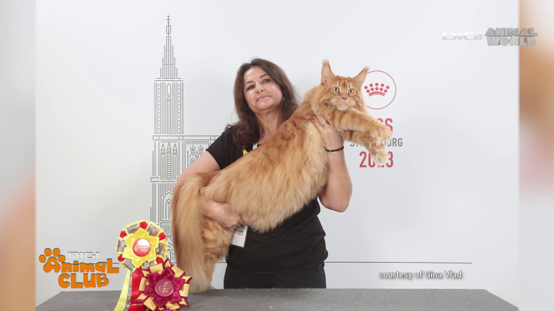 DAC Gina Vlad 9