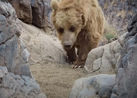 „Cel mai rar urs” din lume, surprins de o cameră de supraveghere/ Foto: Captură video