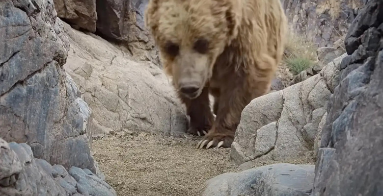 „Cel mai rar urs” din lume, surprins de o cameră de supraveghere/ Foto: Captură video