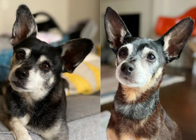Descoperirea incredibilă a unei familii după ce a adoptat un câine/ Foto: Captură video