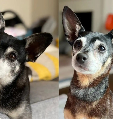 Descoperirea incredibilă a unei familii după ce a adoptat un câine/ Foto: Captură video