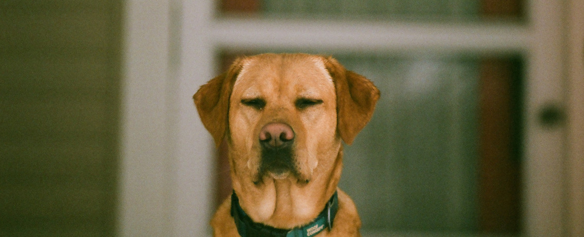 Știai că trebuie să-i ceri permisiunea animalului înainte de a-l fotografia/ Foto: Unsplash