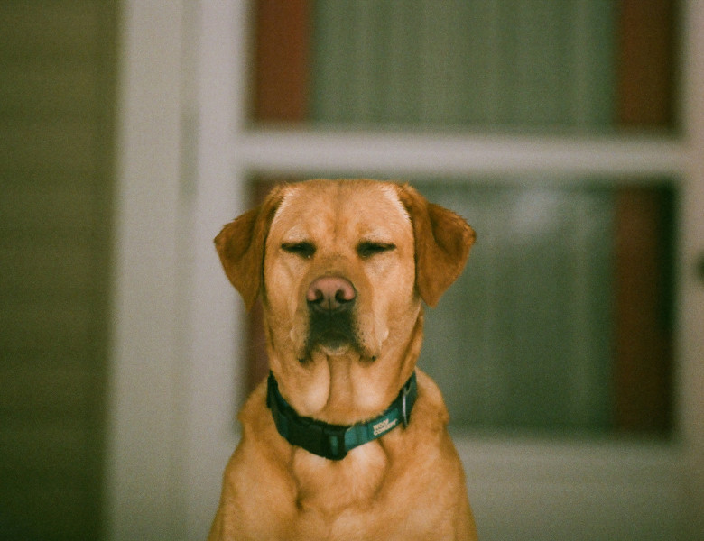Știai că trebuie să-i ceri permisiunea animalului înainte de a-l fotografia/ Foto: Unsplash