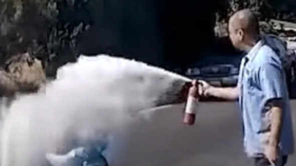 Momentul când o femeie este atacată de un roi de albine. A fost salvată de un instalator: „Mi-am amintit de bunica mea”