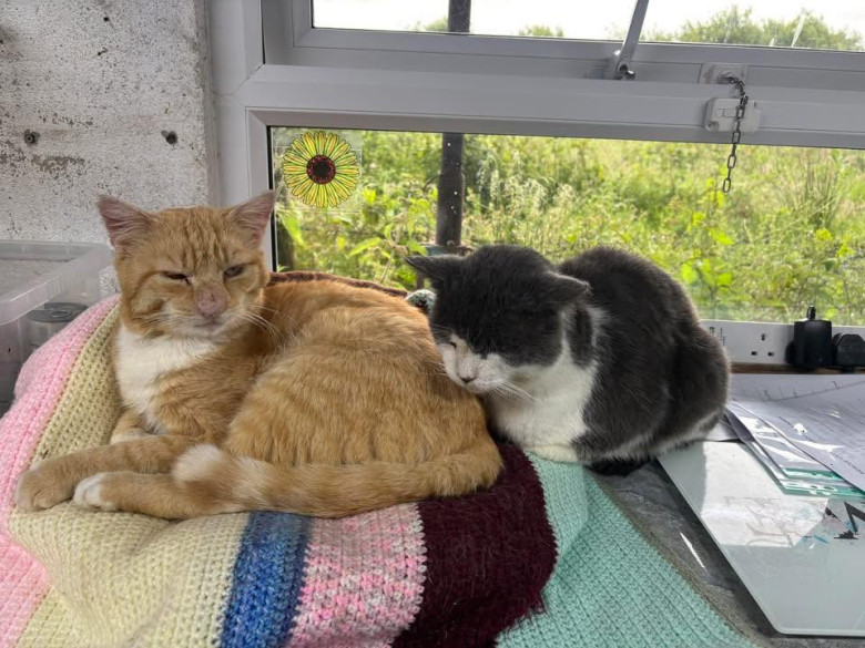 Pisica cu cel mai mare nas/ Foto: Facebook