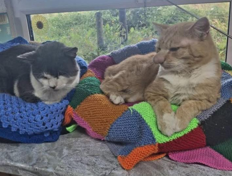 Pisica cu cel mai mare nas/ Foto: Facebook