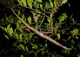 O nouă specie de insectă-băţ, de dimensiuni neobişnuit de mari, descoperită în Australia/ Foto: Captură video