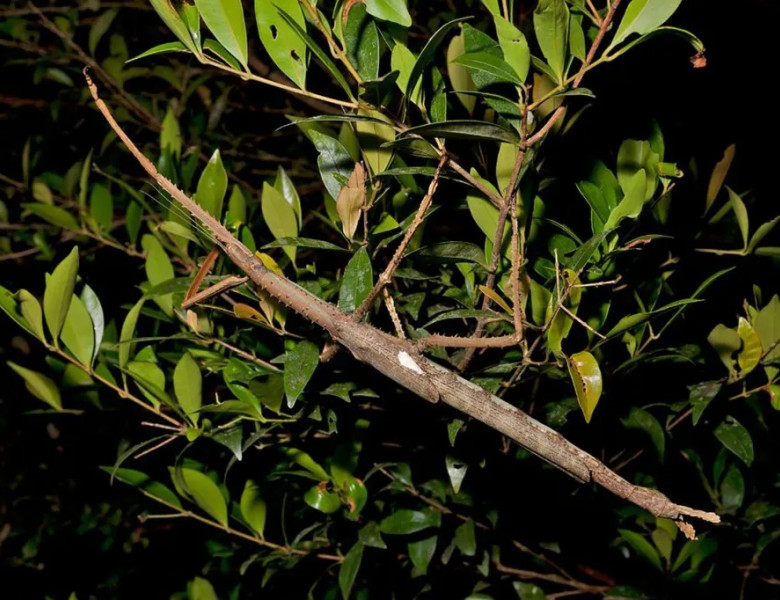 O nouă specie de insectă-băţ, de dimensiuni neobişnuit de mari, descoperită în Australia/ Foto: Captură video