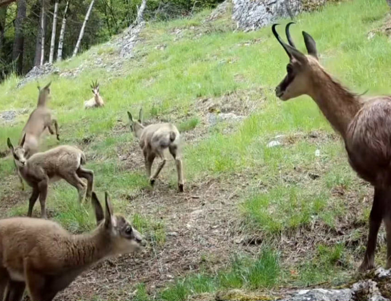 Iezii caprelor negre, surprinși jucându-se pe stânci în Borșa/ Foto: Captură video Facebook