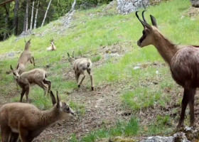 Iezii caprelor negre, surprinși jucându-se pe stânci în Borșa/ Foto: Captură video Facebook