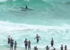 Lupta violentă dintre un rechin-ciocan și o pisică de mare/ Foto: Captură video