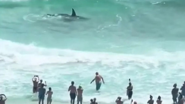 Lupta violentă dintre un rechin-ciocan și o pisică de mare, filmată lângă țărmul Floridei. Momentul a devenit viral