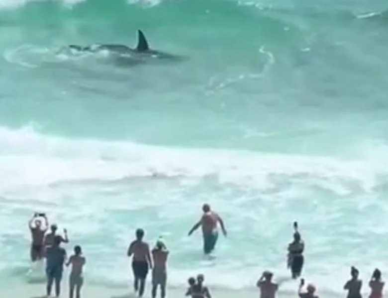 Lupta violentă dintre un rechin-ciocan și o pisică de mare/ Foto: Captură video