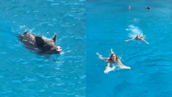 Panică pe o plajă din Grecia. Turiștii, terifiați de un mistreț în timp ce înotau în largul unei insule. Momentul a devenit viral