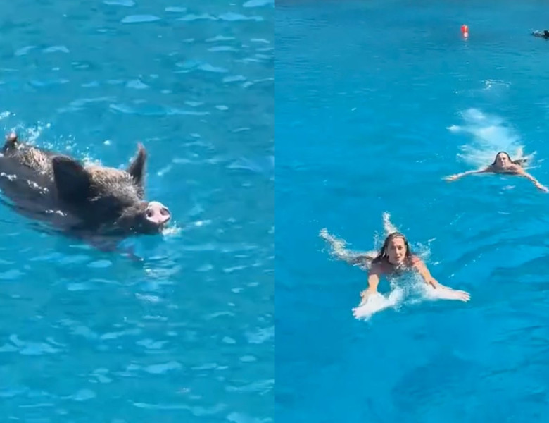Panică pe o plajă din Grecia. Turiștii, terifiați de un mistreț în timp ce înotau în largul unei insule/ Foto: Captură video