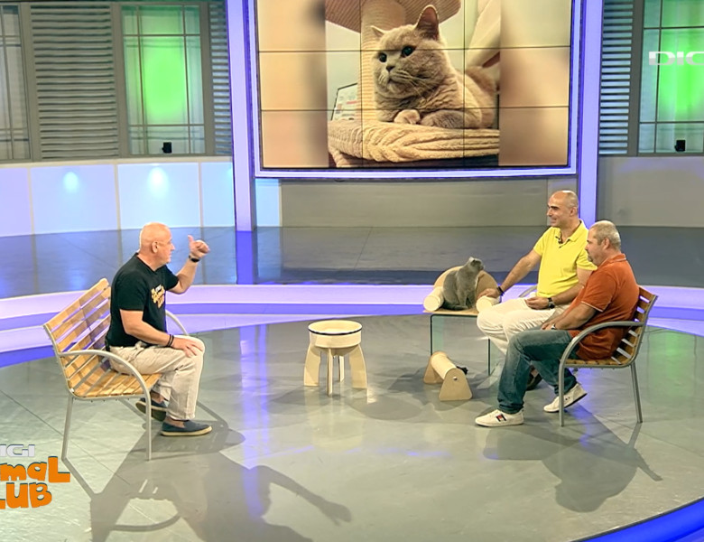 DAC ZIUA PISICII