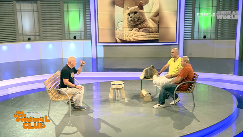 DAC ZIUA PISICII