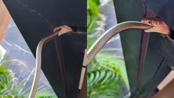 Momentul când un șarpe își devorează partenerul, sub privirile îngrozite ale turiștilor. Imaginile sunt virale