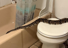 Un piton de 1,5 metri, descoperit în baie de un locatar/ Foto: Facebook