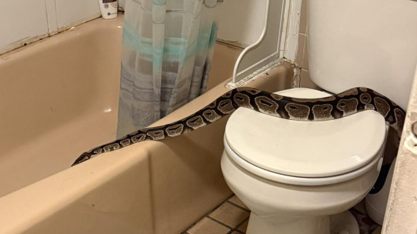 Panică într-un apartament din New Hampshire. Un piton de 1,5 metri, descoperit în baie de un locatar